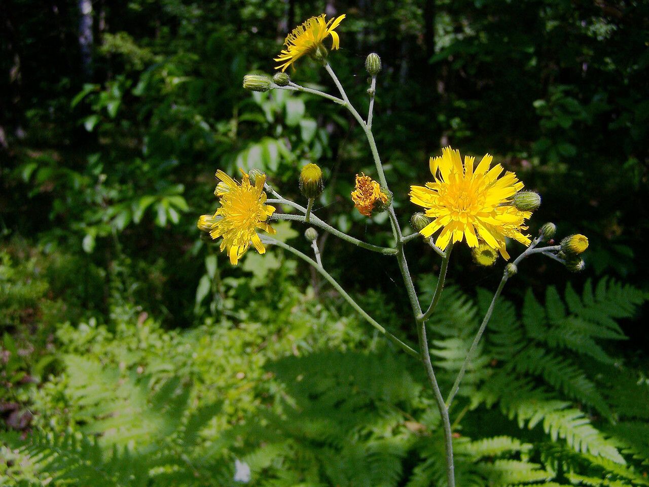 Hieracium lachenalii flower