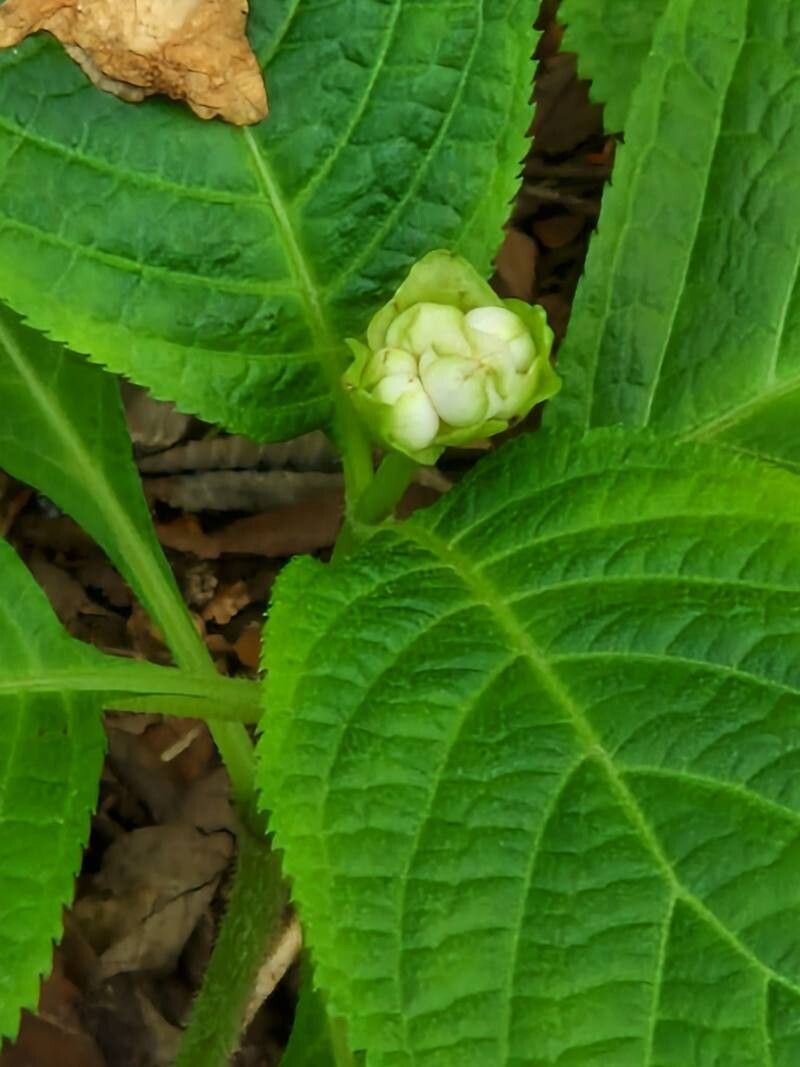 Hydrangea caerulea flower