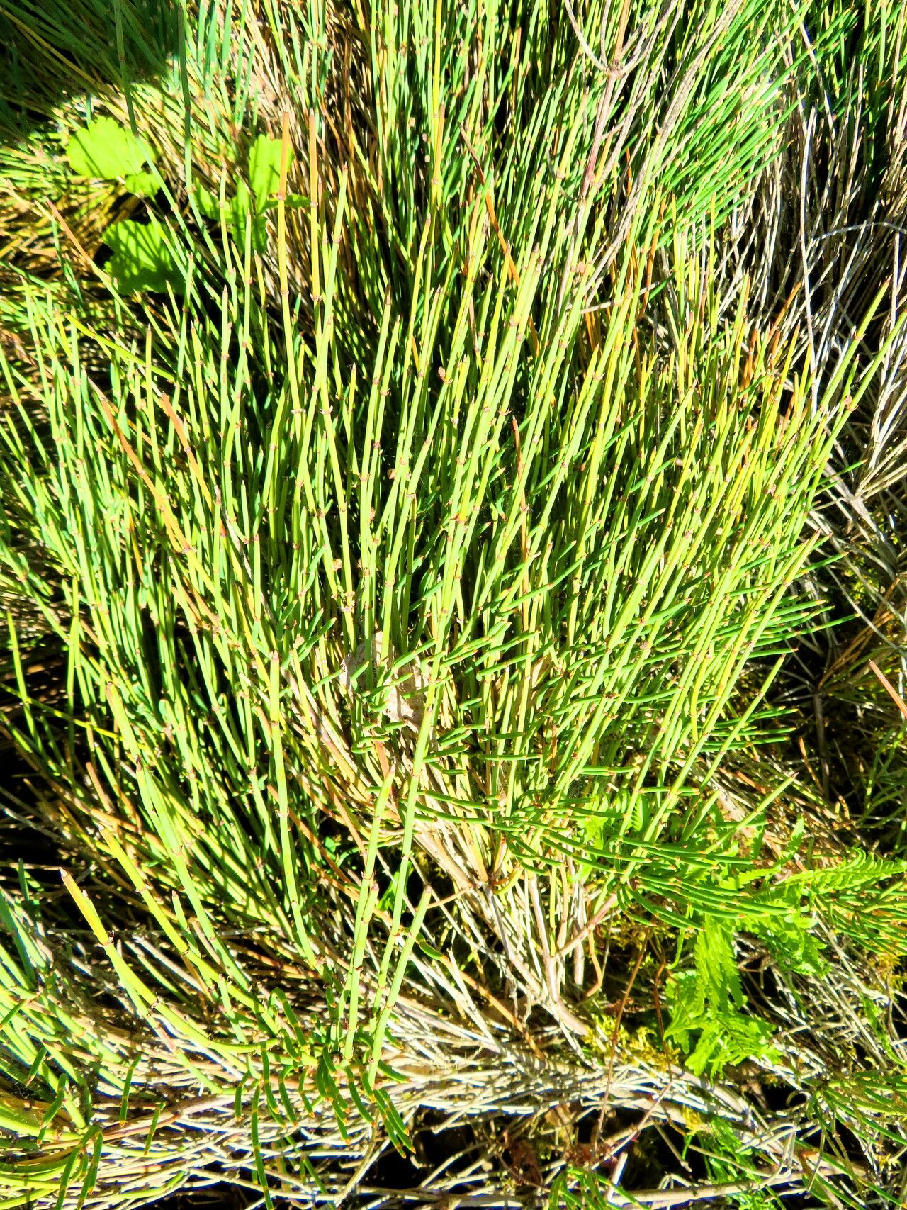 Ephedra saxatilis leaf