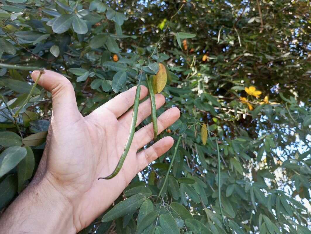 Senna splendida fruit