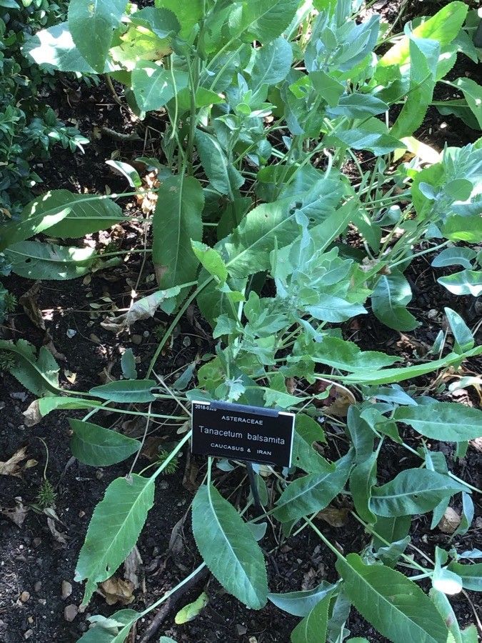 Tanacetum balsamita leaf