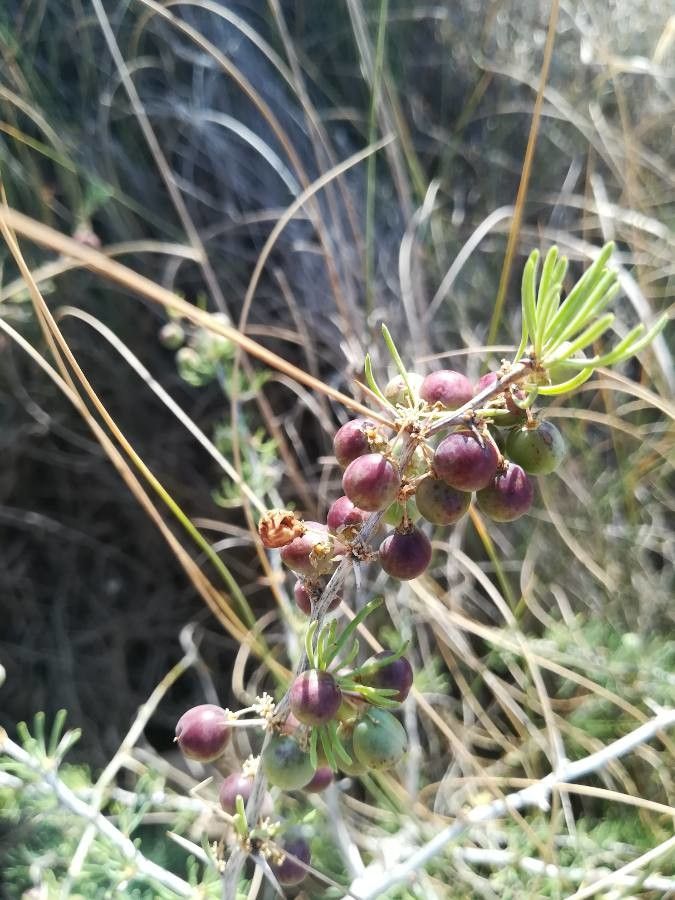 Asparagus albus fruit