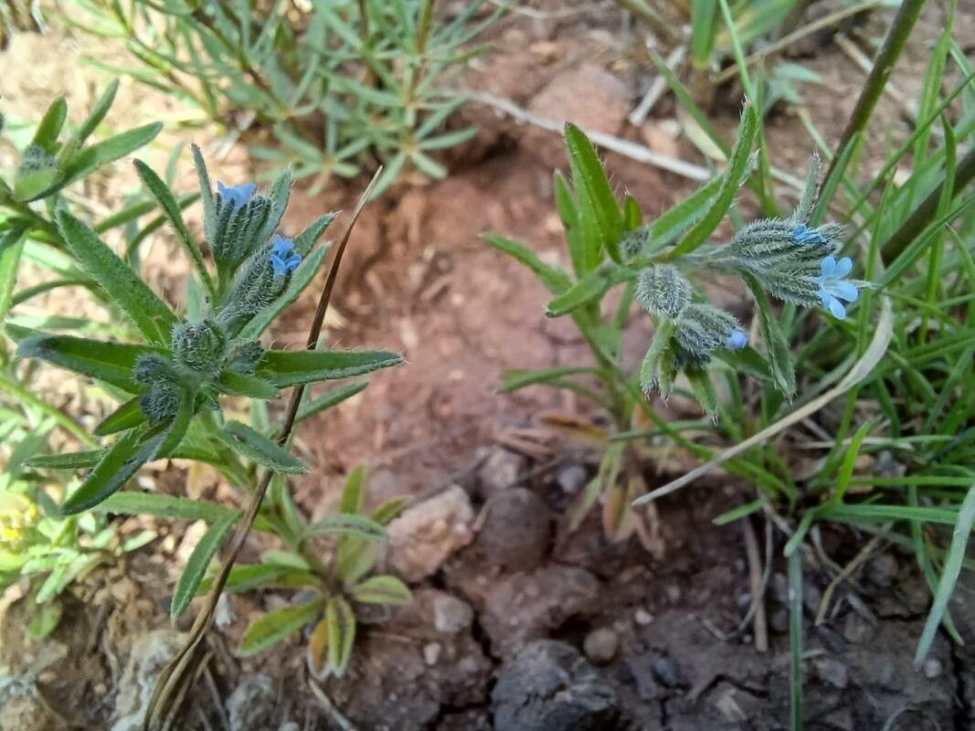 Anchusa thessala leaf