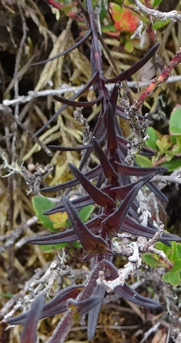 Castilleja integrifolia — houseplant care guide