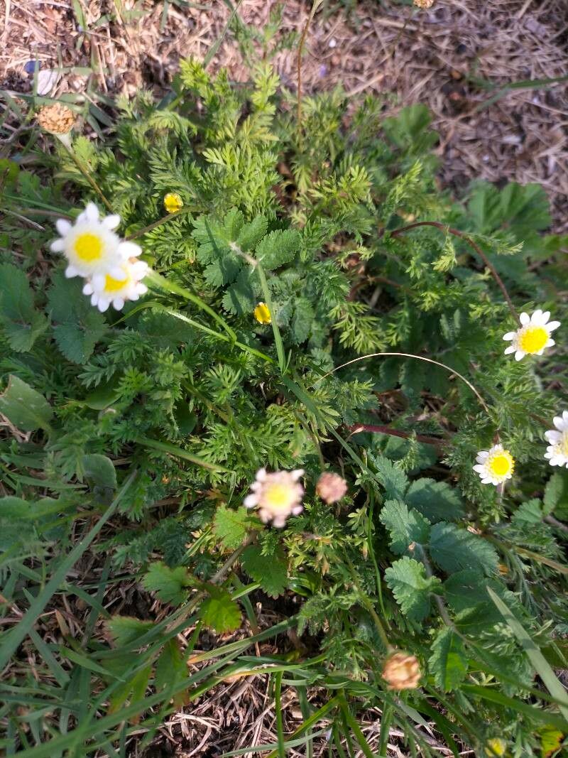 Cotula turbinata leaf