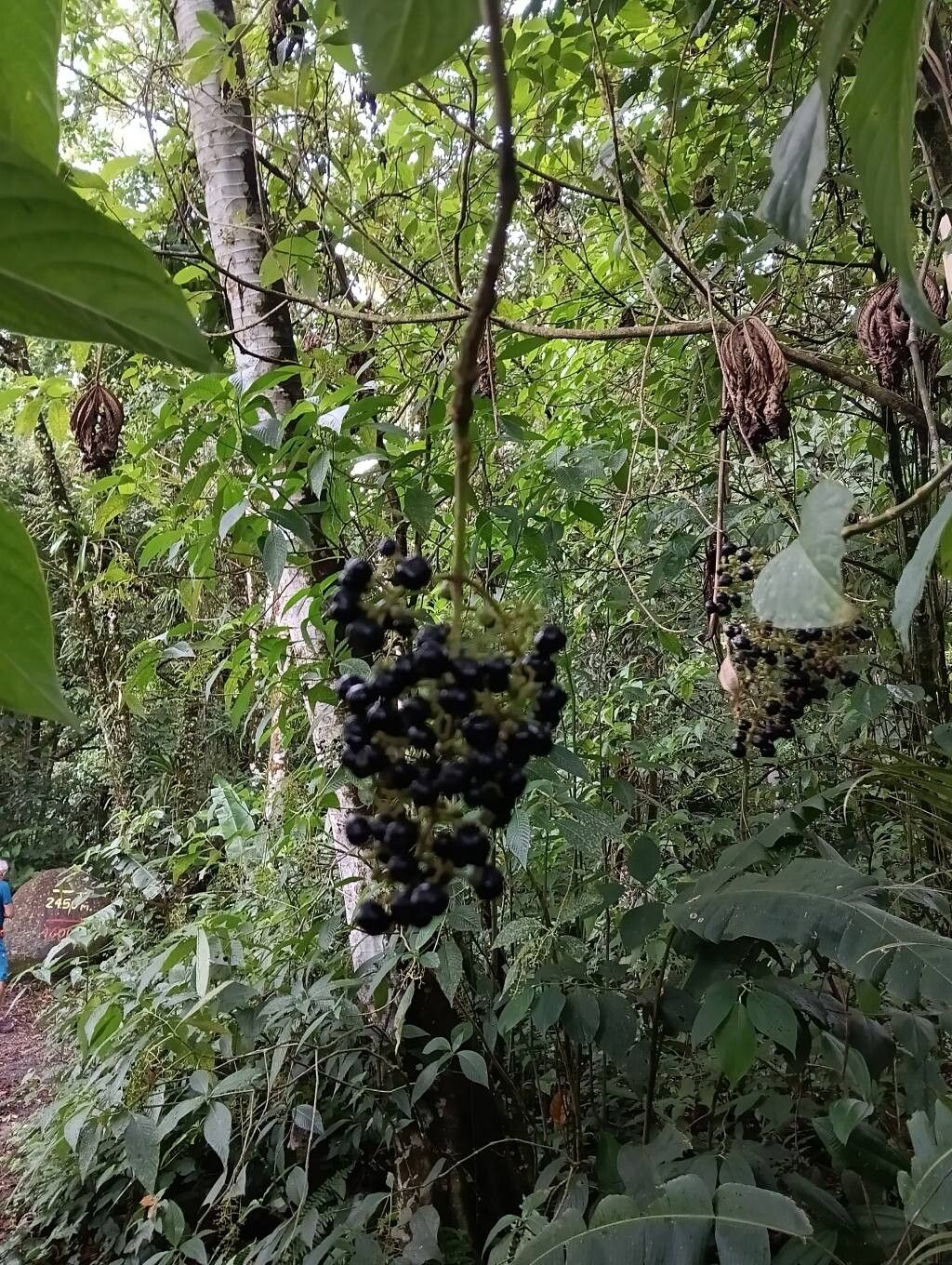 Palicourea berteroana fruit