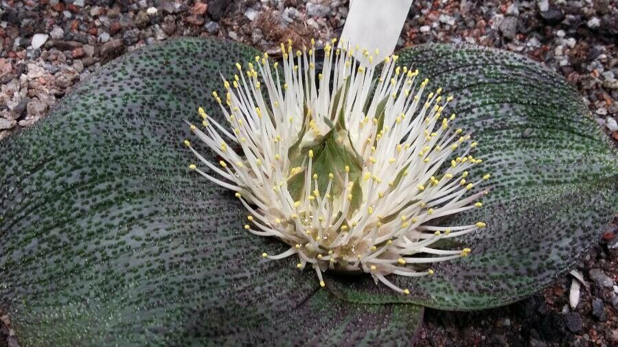 Massonia echinata — related species from the same genus