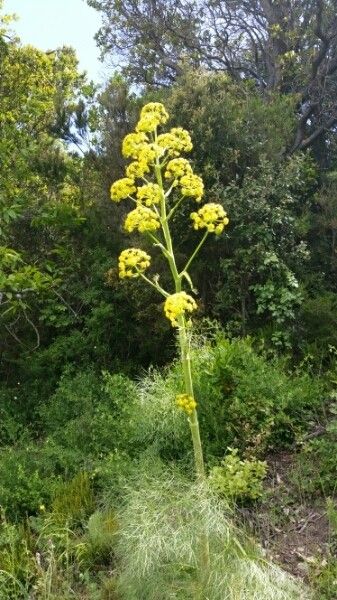 Ferula tingitana — search result for 'Silphium'