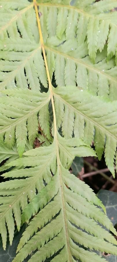 Pteris tremula
