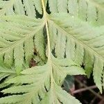 Pteris tremula