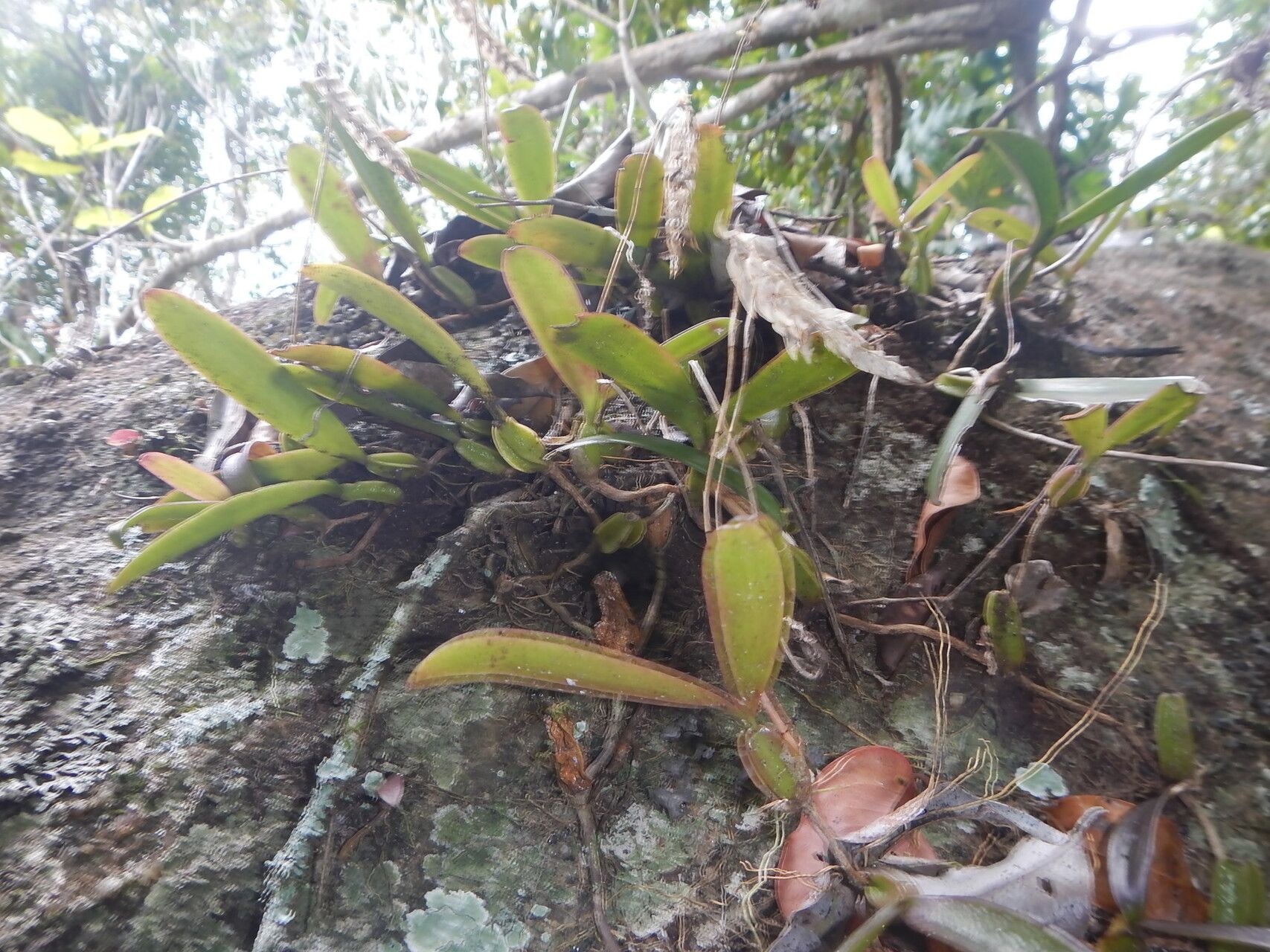 Bulbophyllum bicoloratum — houseplant care guide