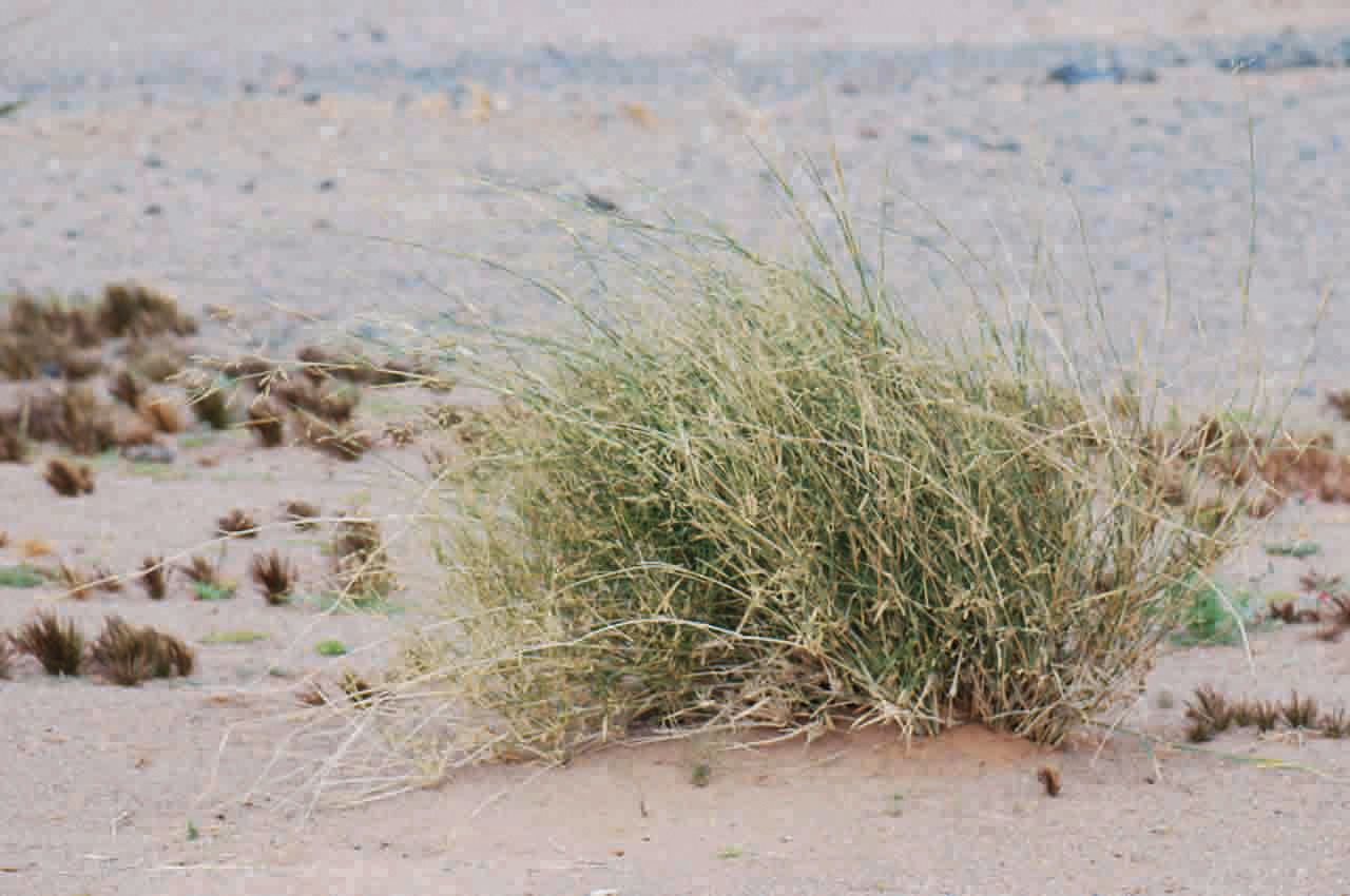 Panicum turgidum habit