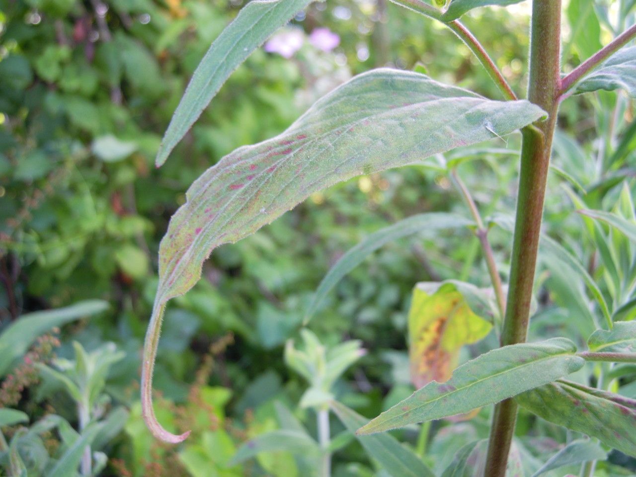 Epilobium × floridulum leaf
