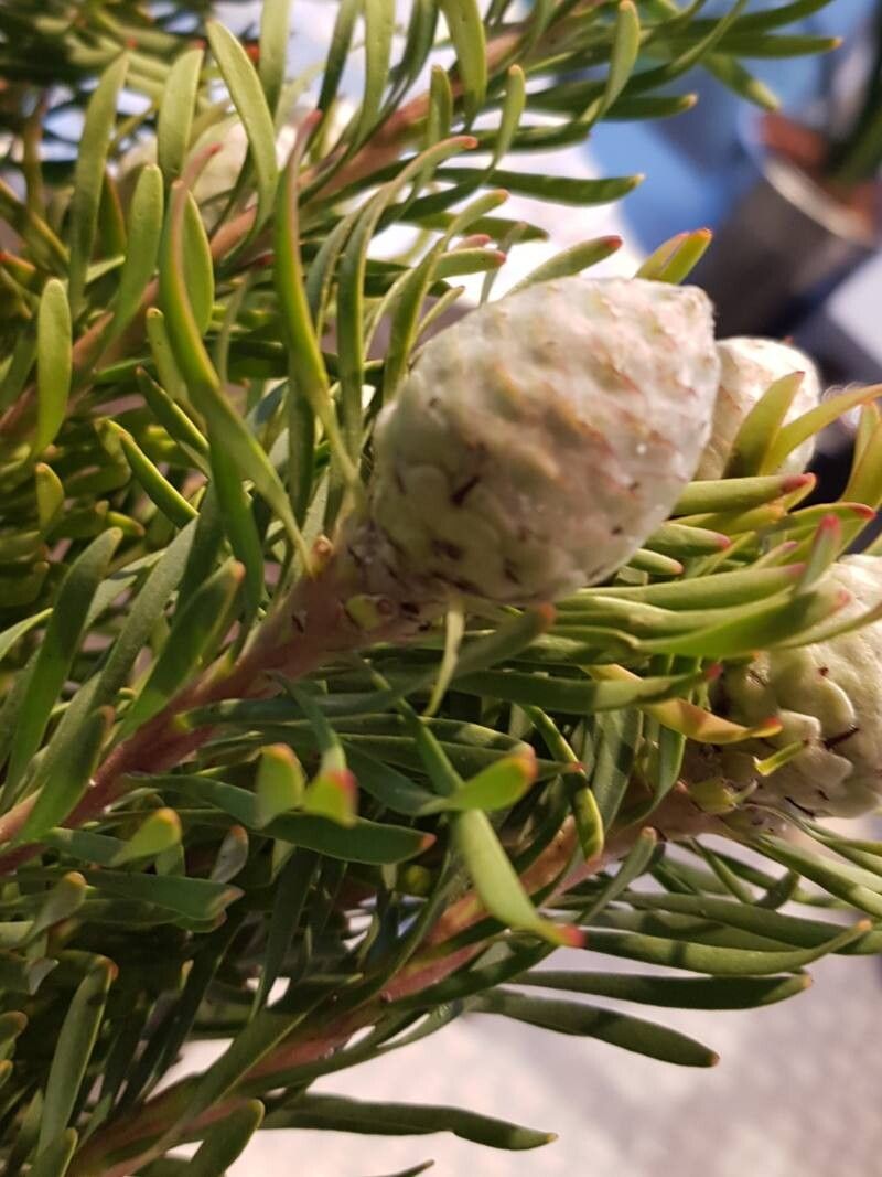 Leucadendron galpinii fruit