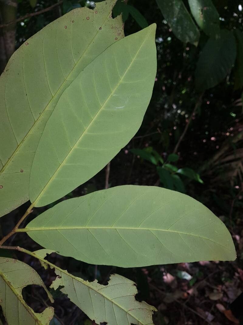 Aspidosperma myristicifolium — houseplant care guide