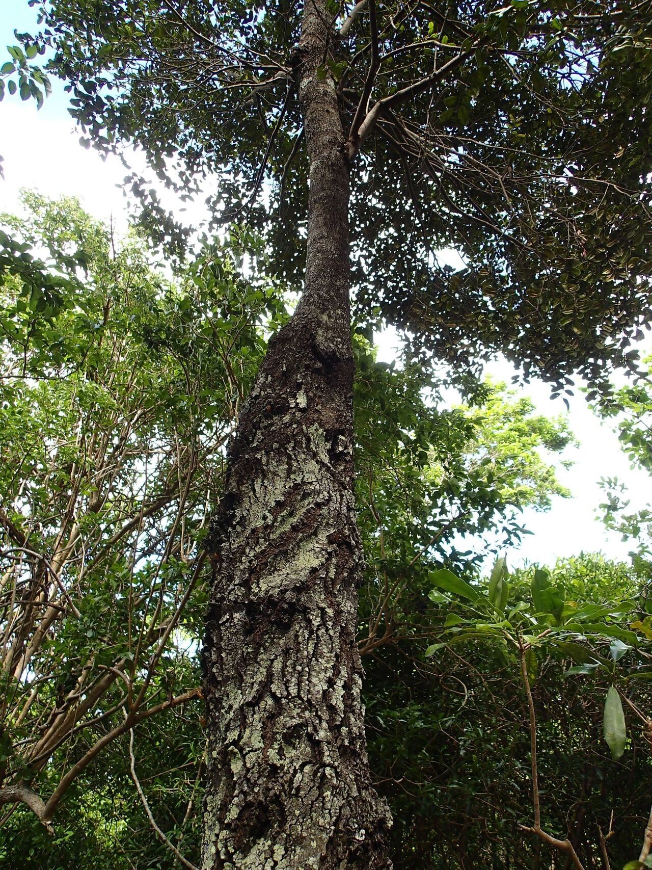 Diospyros pustulata habit