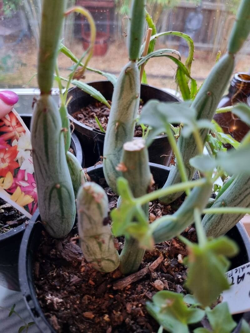 Baculellum articulatum flower