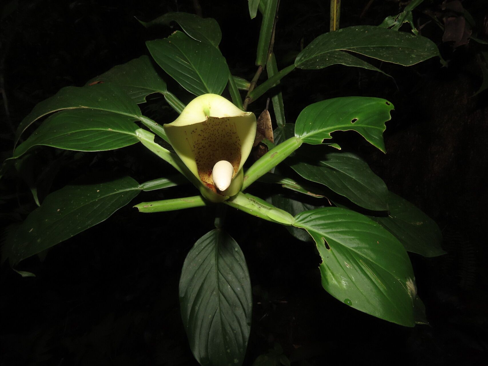 Philodendron aurantiifolium leaf