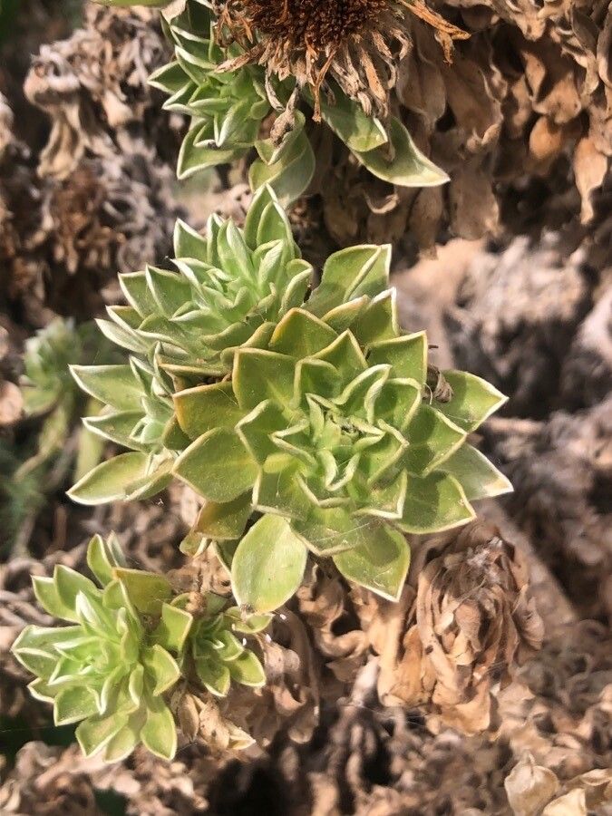 Asteriscus sericeus — houseplant care guide