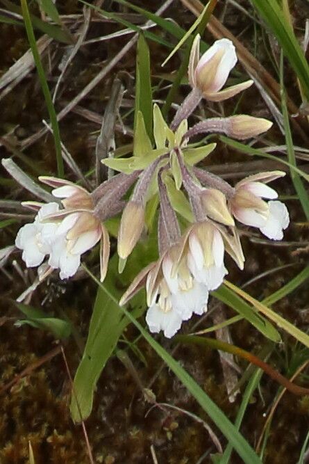 Epipactis palustris flower