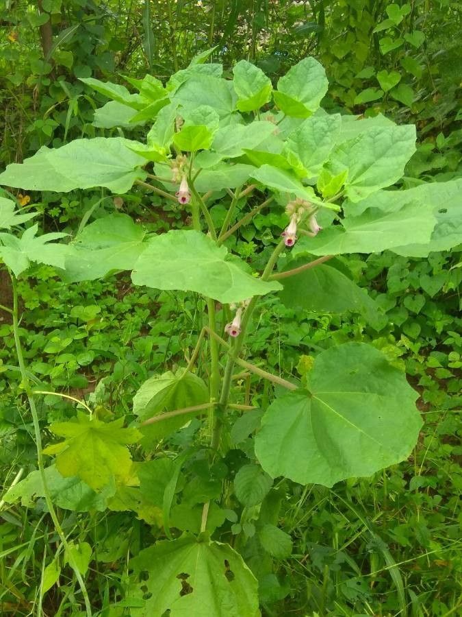 Martynia annua flower