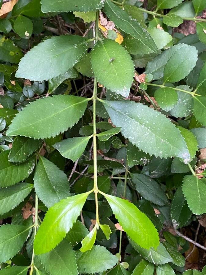Laureliopsis philippiana leaf