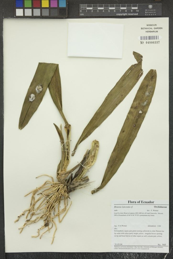 Brassia lanceana other