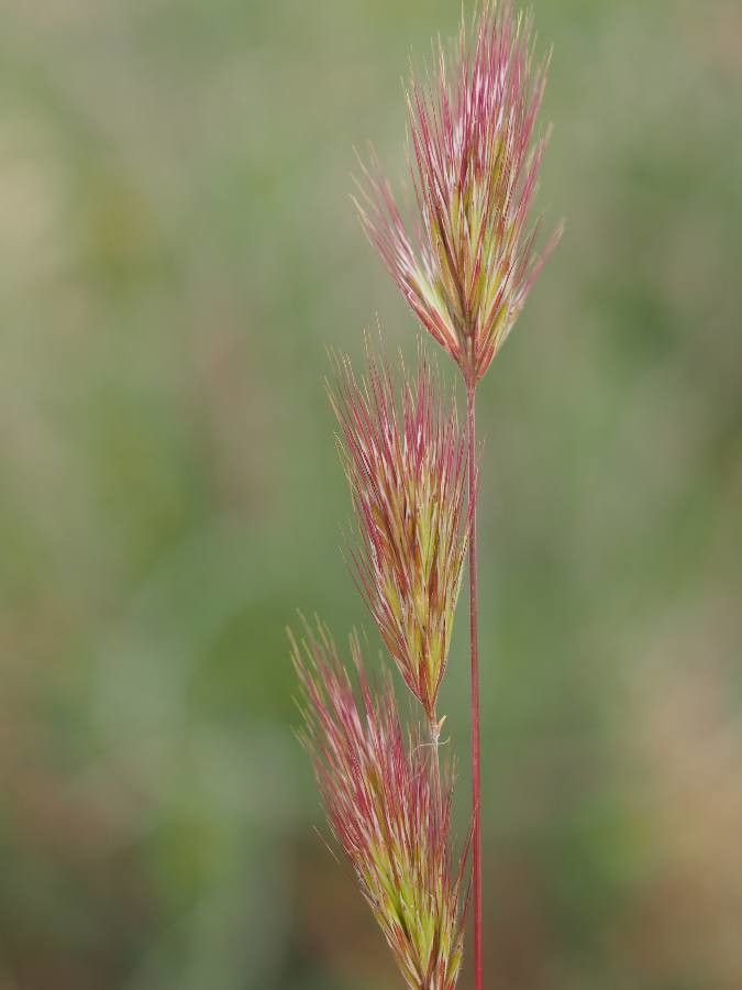 Bromus rubens flower