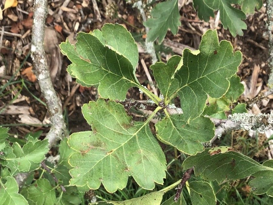 Crataegus meyeri — search result for 'Belarus'