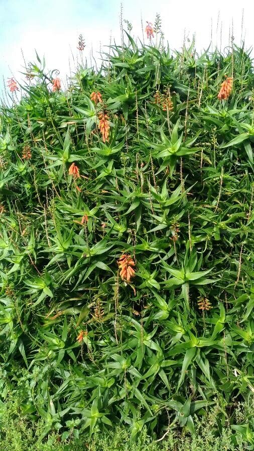 Aloiampelos tenuior flower