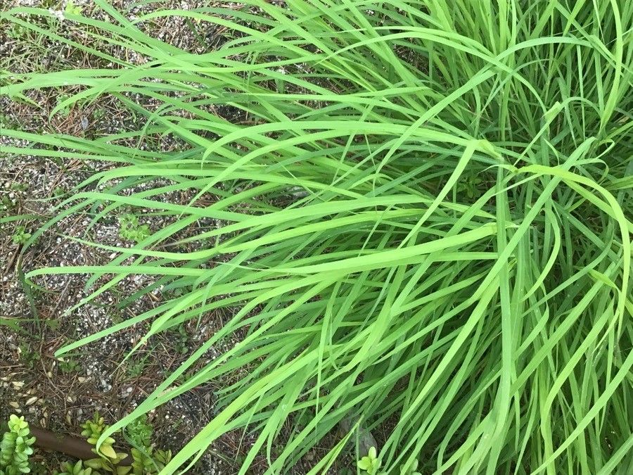 Bothriochloa bladhii — related species from the same genus