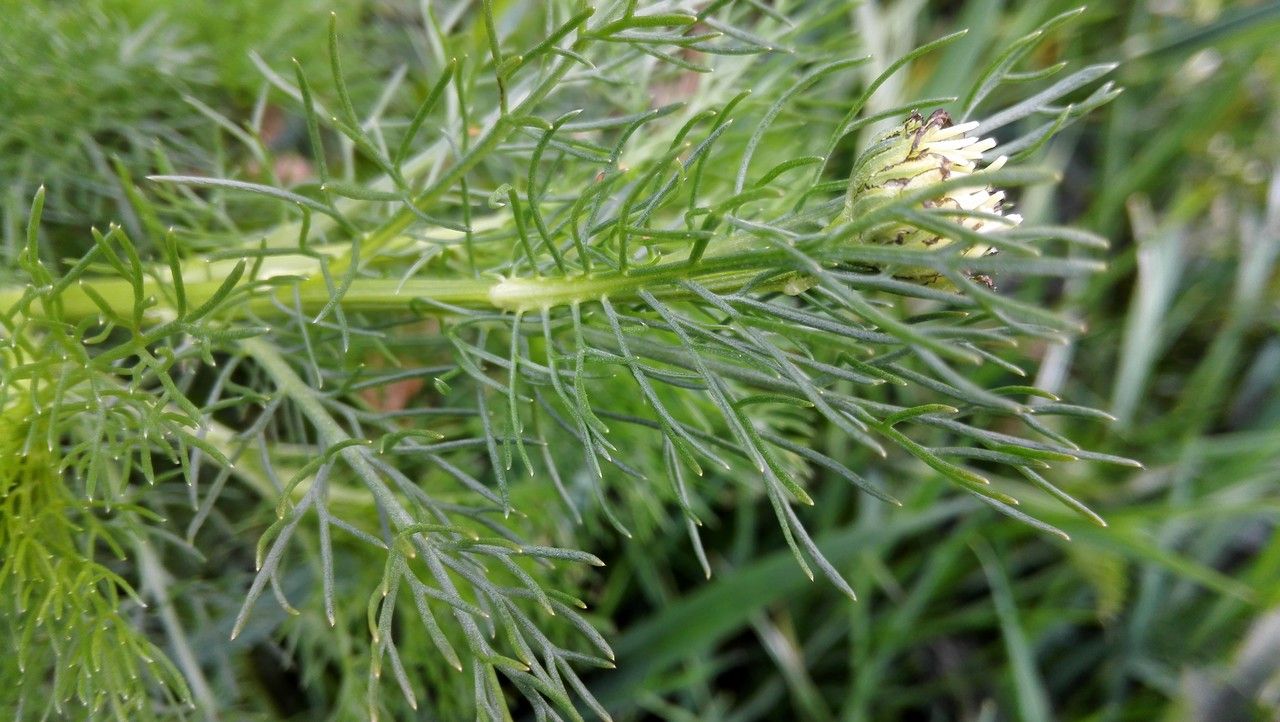 Tripleurospermum maritimum leaf