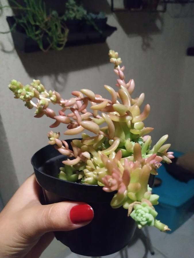 Sedum hemsleanum leaf