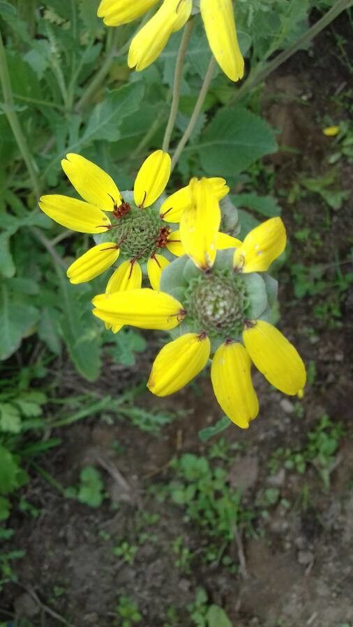Berlandiera lyrata flower