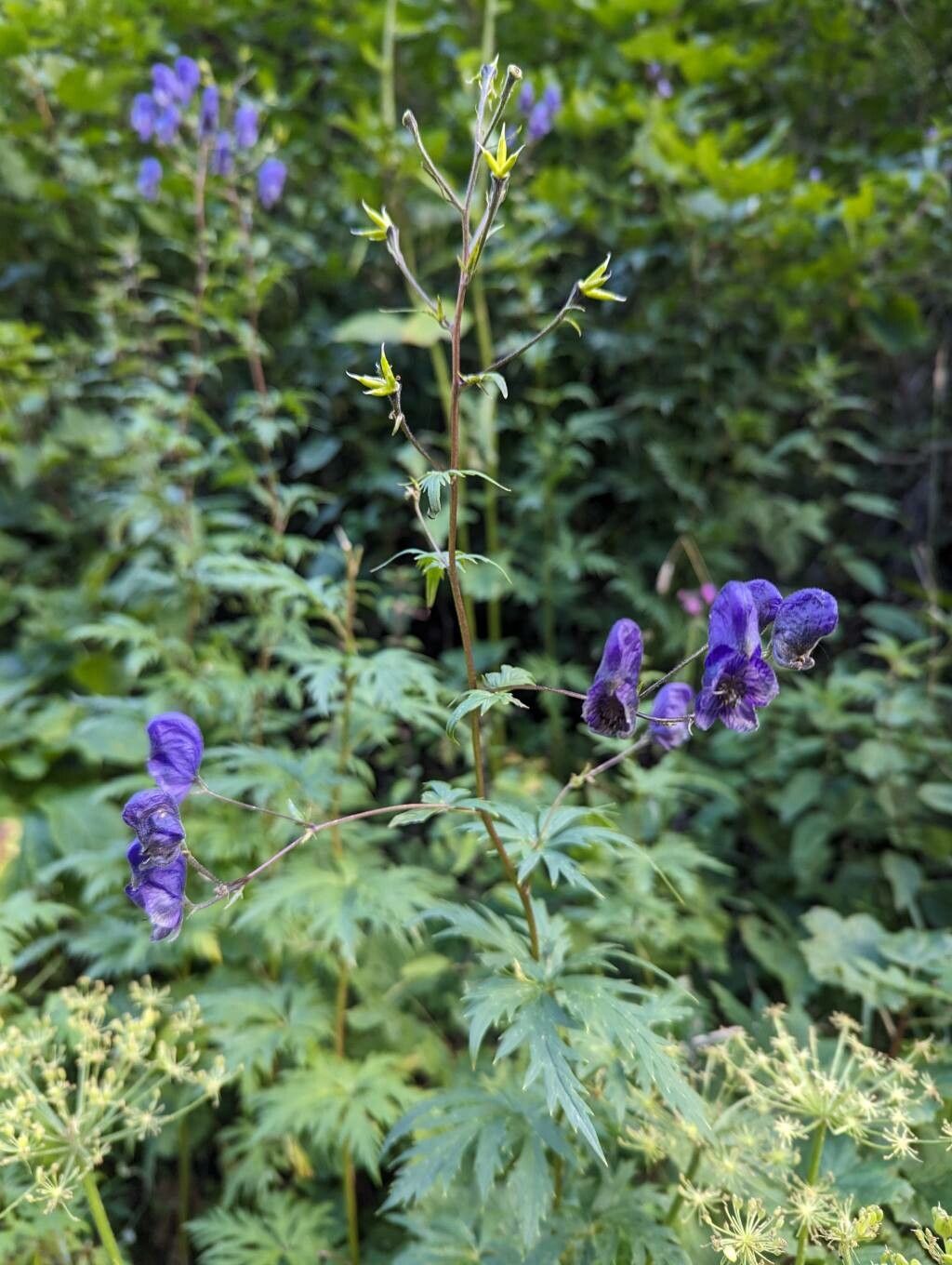 Aconitum degenii flower