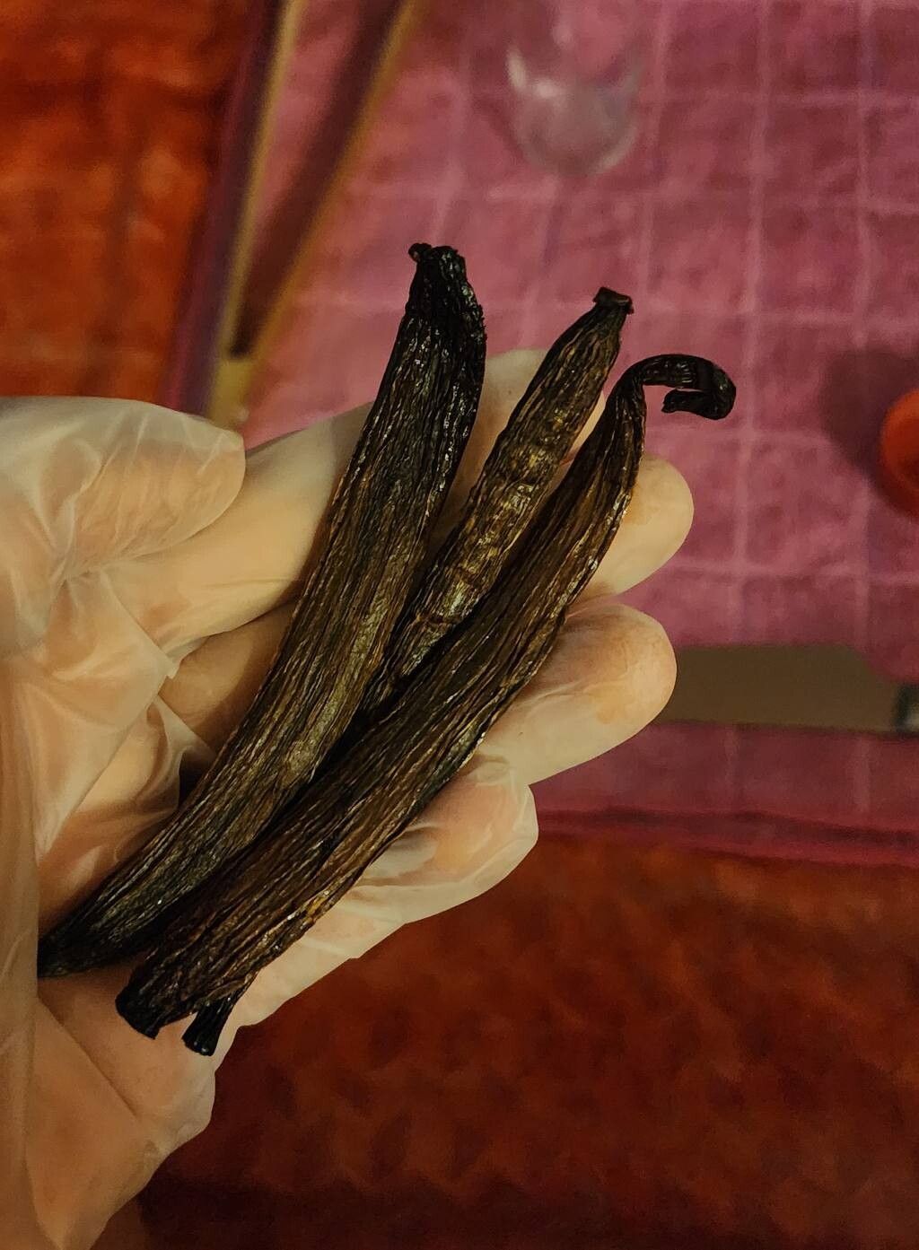 Vanilla phaeantha — houseplant care guide