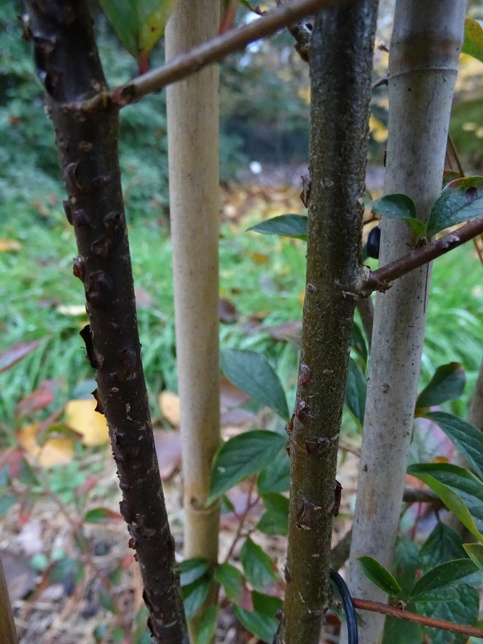 Cotoneaster hummelii bark
