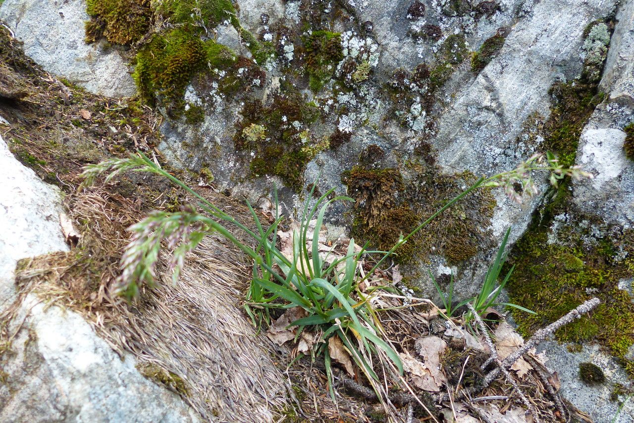 Poa alpina leaf