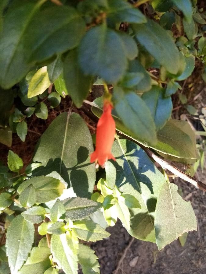 Mitraria coccinea flower