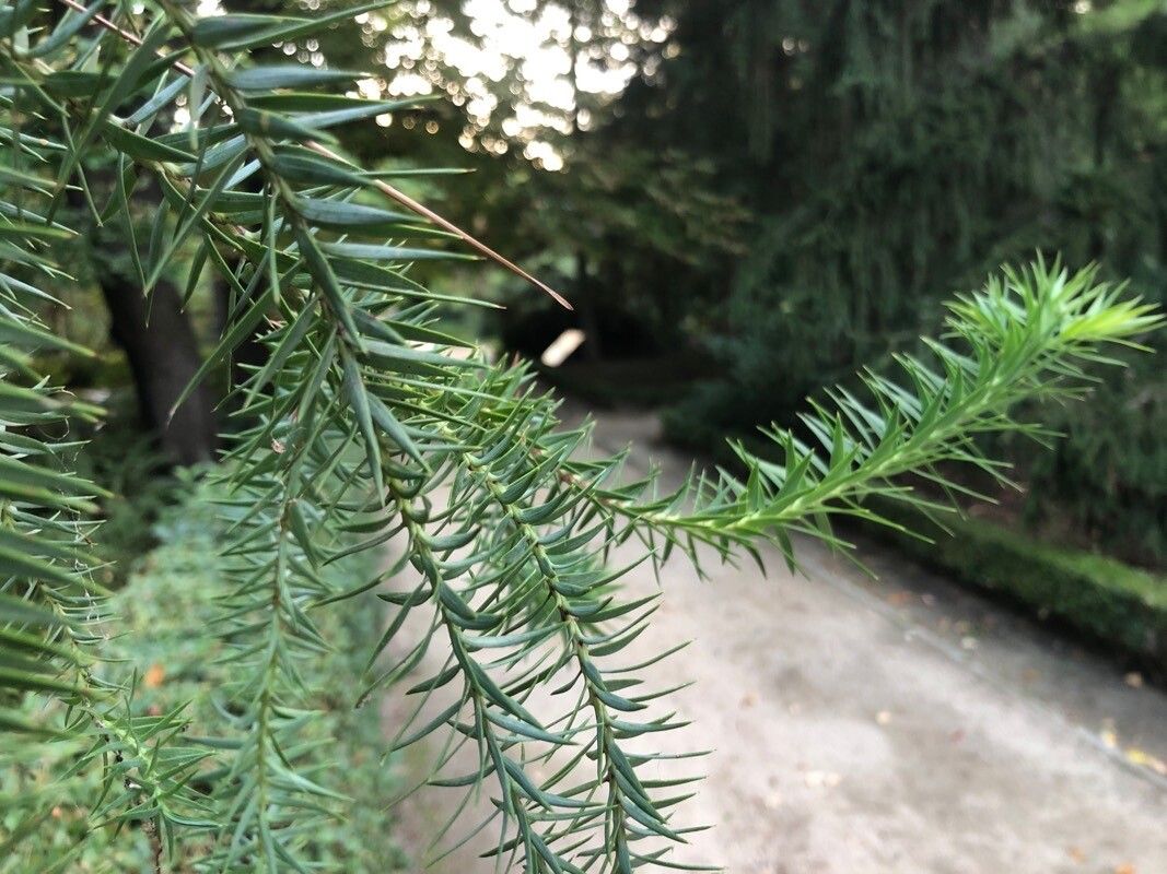 Araucaria angustifolia leaf