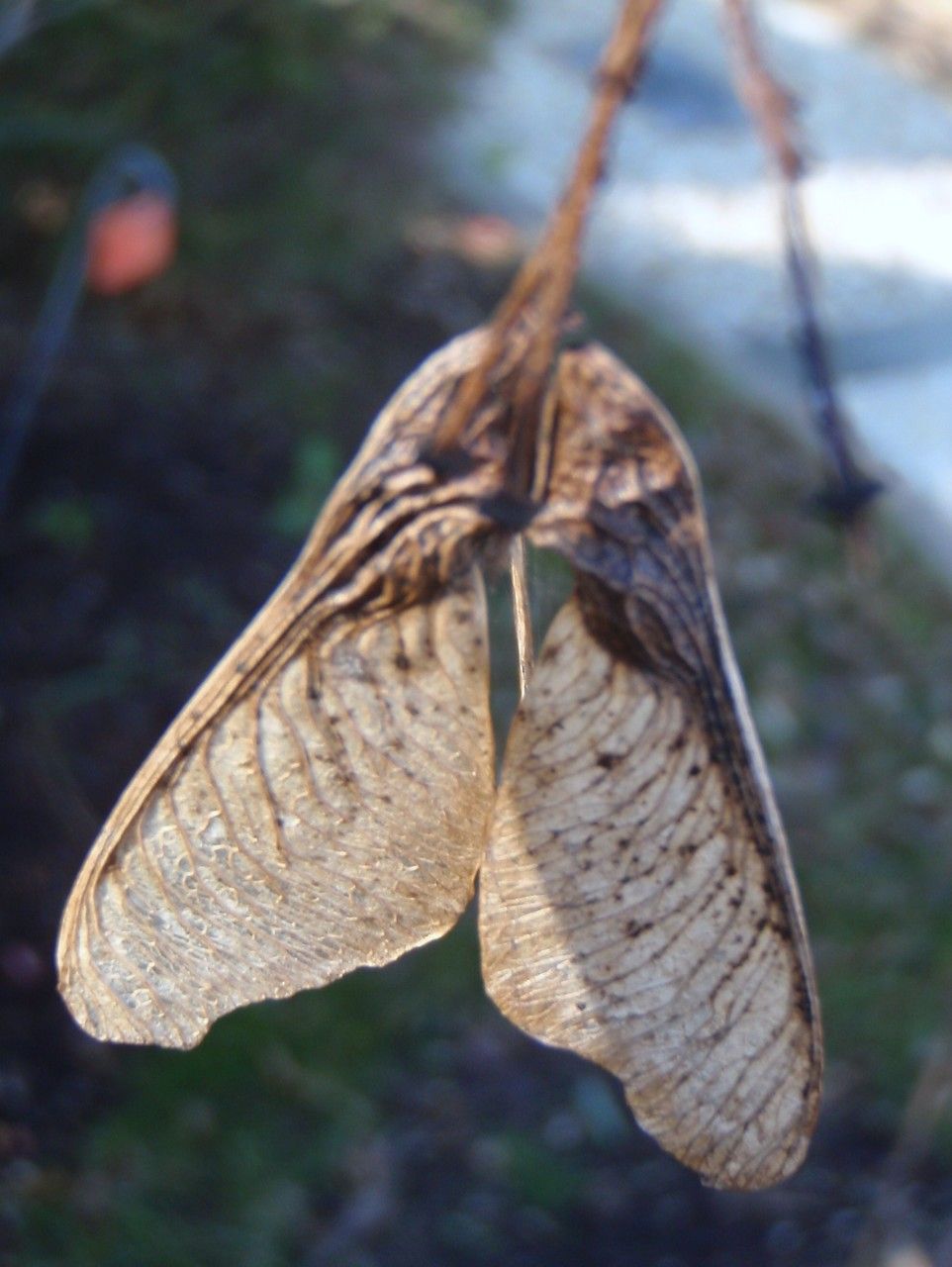 Acer tataricum subsp. ginnala fruit