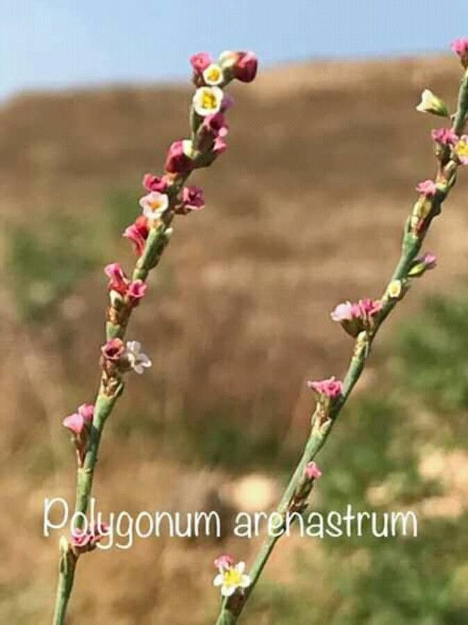 Polygonum arenastrum fruit