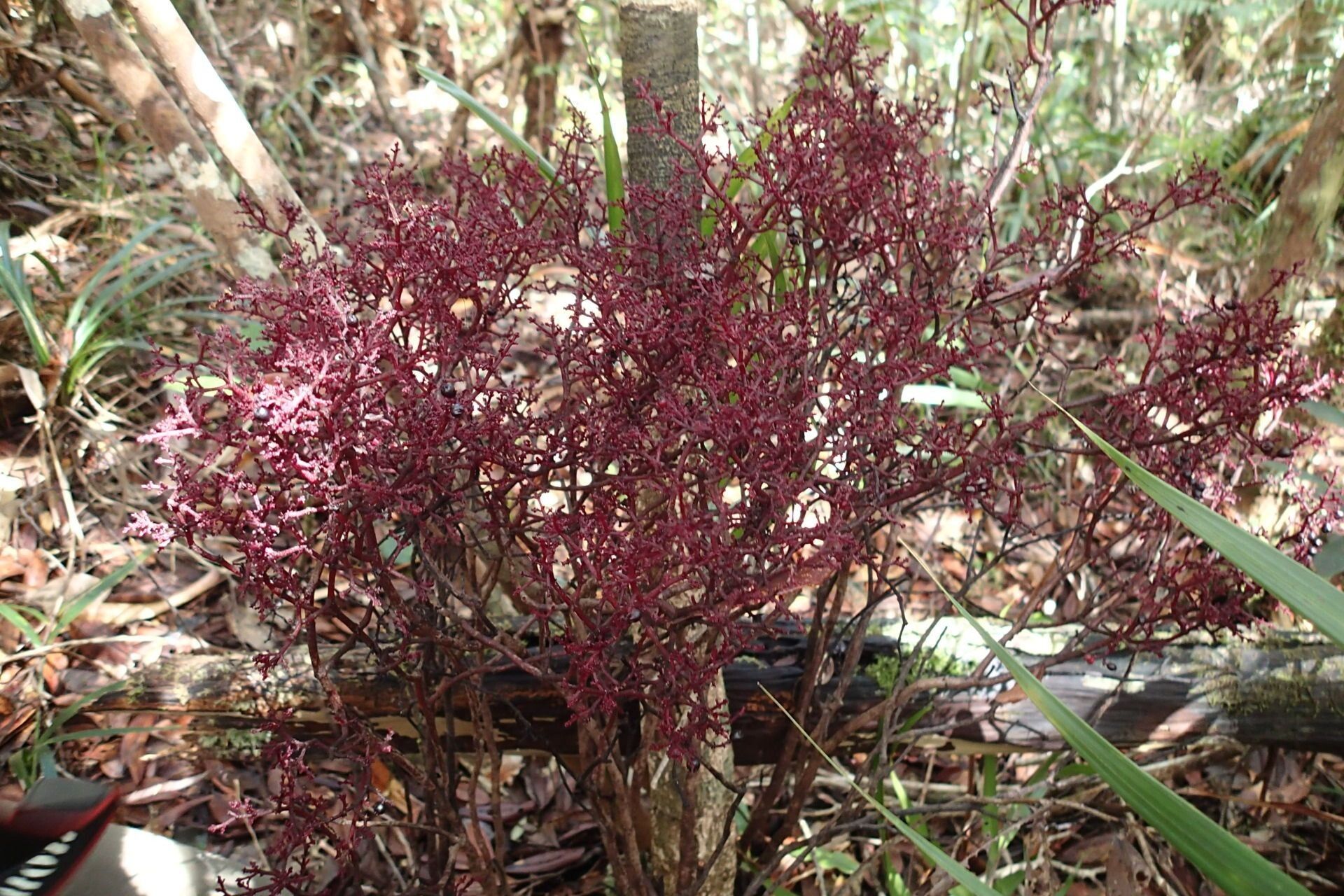 Daenikera corallina habit