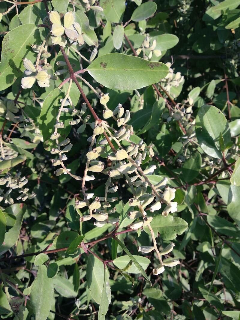 Laguncularia racemosa fruit