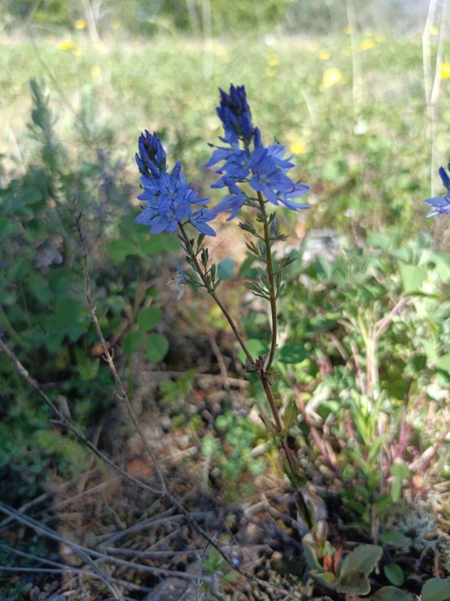 Veronica turrilliana flower
