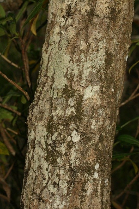 Mimusops balata bark