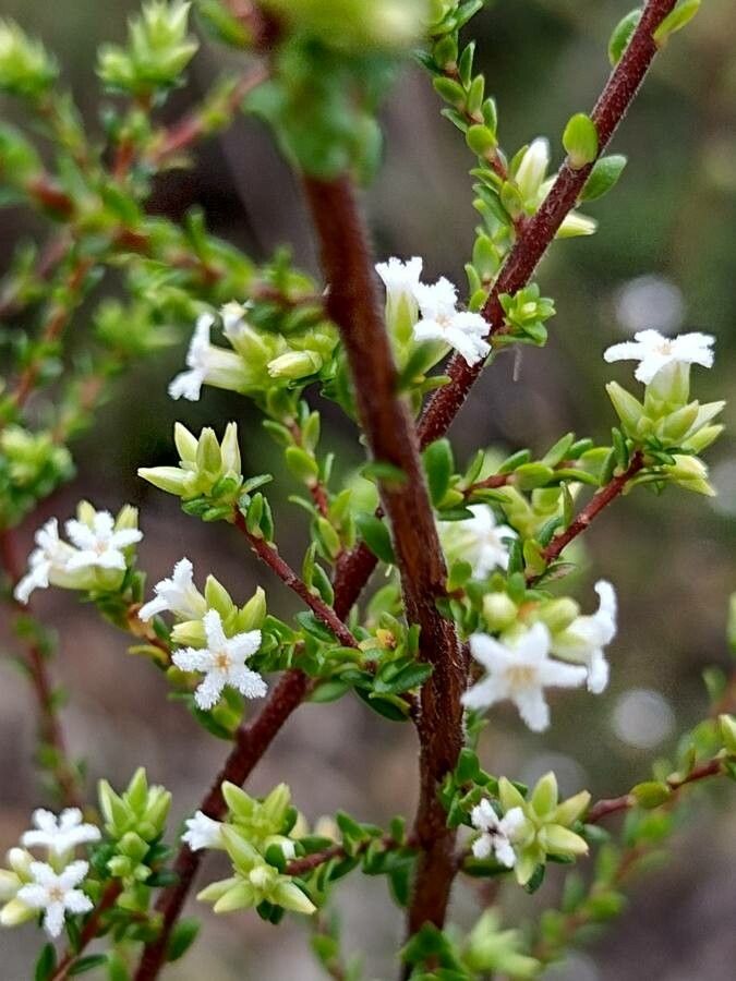 Leucopogon microphyllus — related species from the same genus