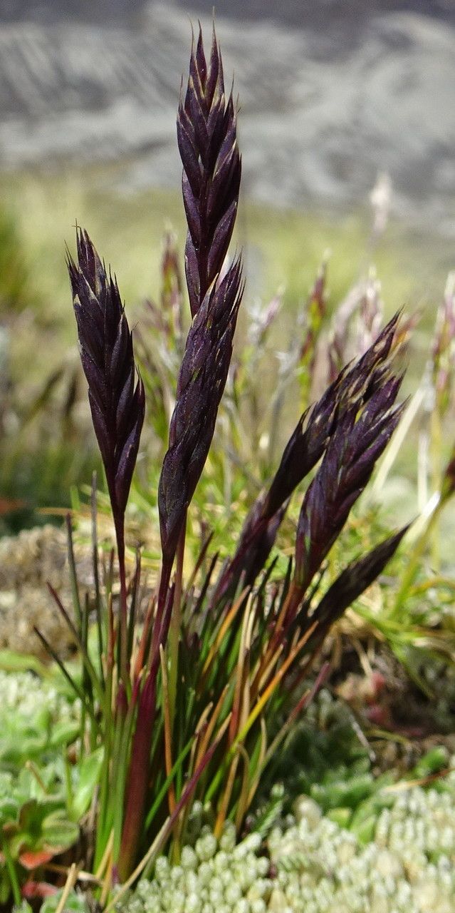 Festuca peruviana habit