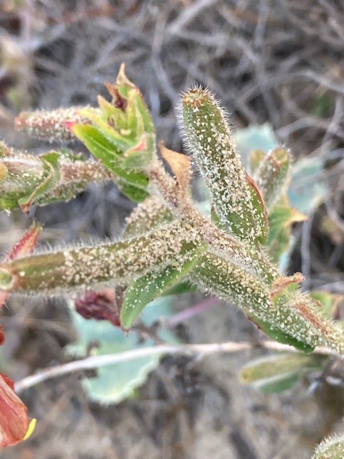 Oenothera longiflora fruit