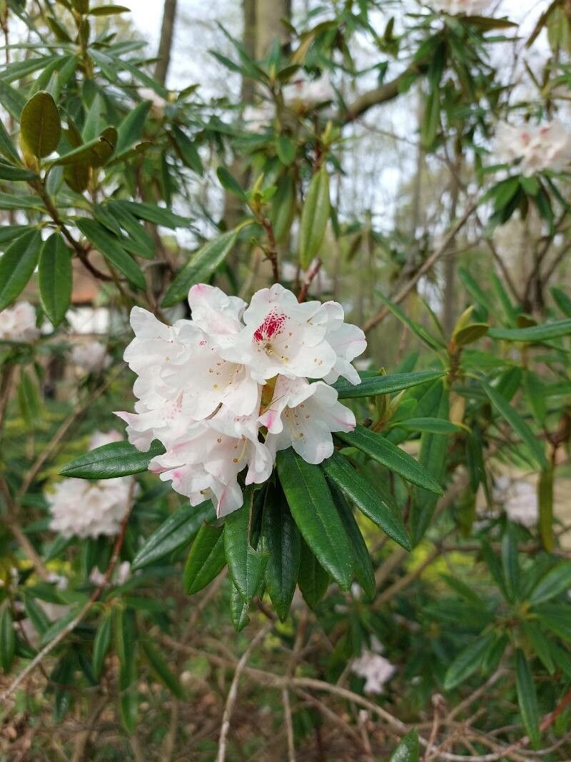 Rhododendron formosanum flower